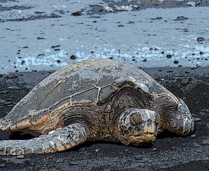 big-island-turtle-poster